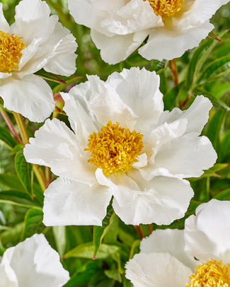 Paeonia 'Krinkled White' Paeonia 'Krinkled White'