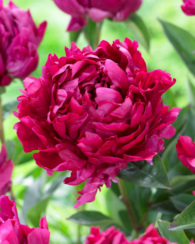 Paeonia 'Lady in Red'