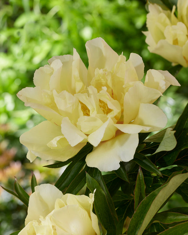 Paeonia 'Lemon Dream'