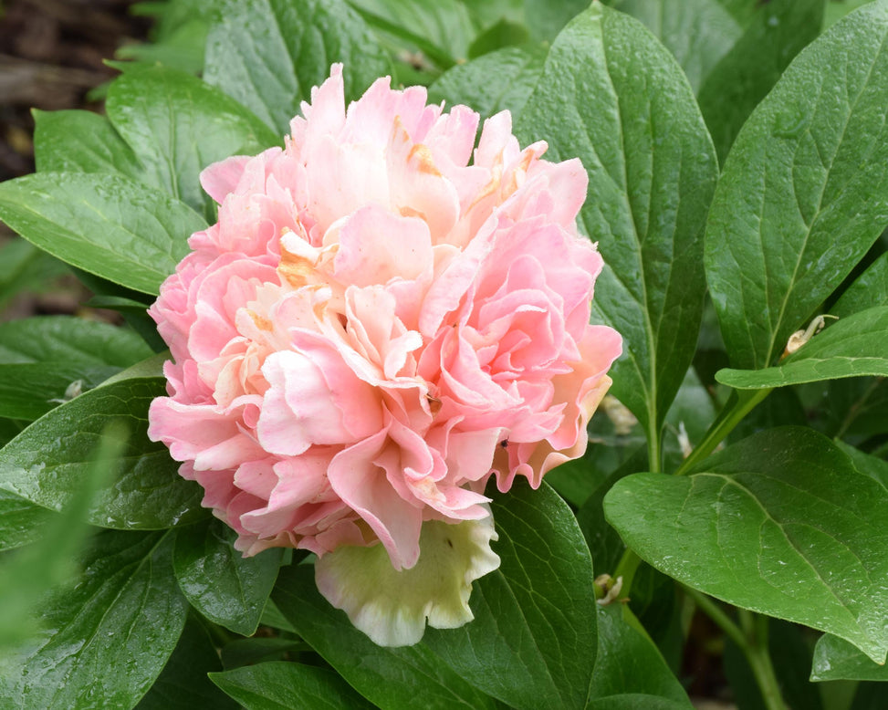 Paeonia 'Lois Choice'