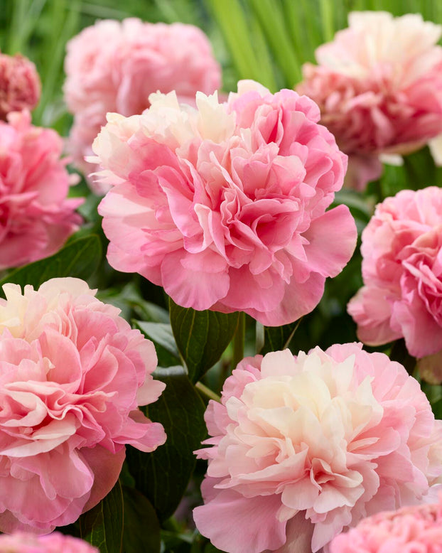 Paeonia 'Lois Choice'