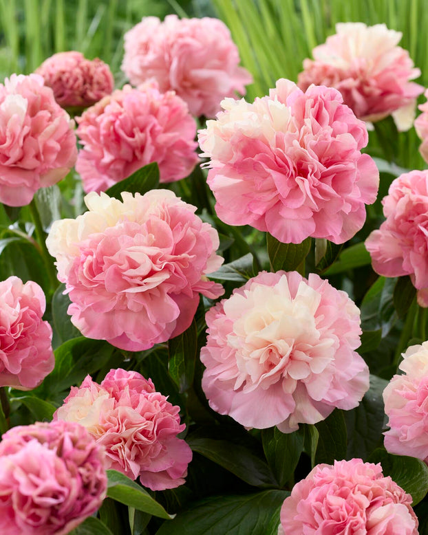 Paeonia 'Lois Choice'