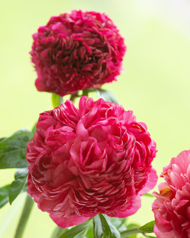 Paeonia 'Lorelei'