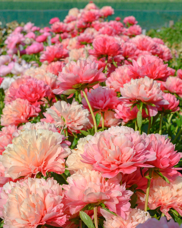 Paeonia 'Lorelei'