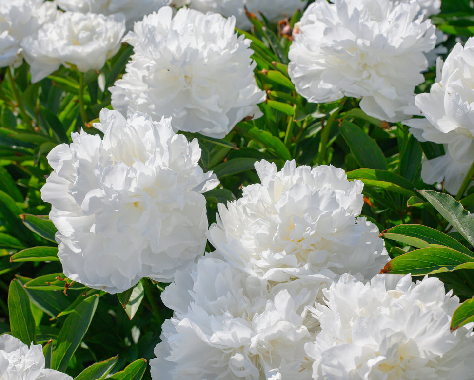 Paeonia 'Madame Claude Tain'
