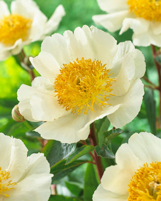 Paeonia 'Moon of Nippon' Paeonia 'Moon of Nippon'