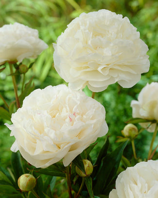 Paeonia 'Mother's Choice' A photo showing a cluster of Paeonia 'Mother's Choice' peonies with large double ivory white flowers.