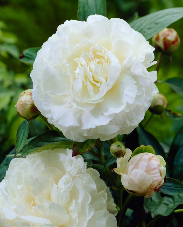 Paeonia 'Mother's Choice'