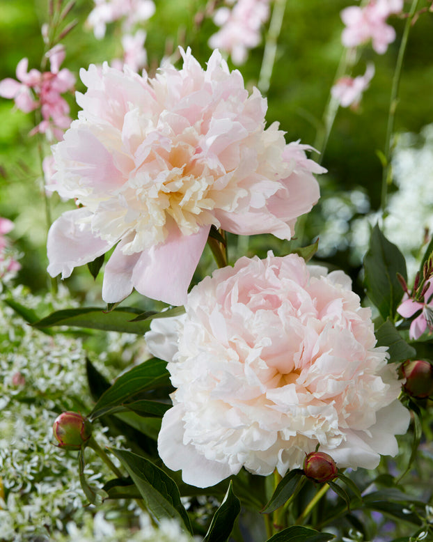 Paeonia 'Noemi Demay'
