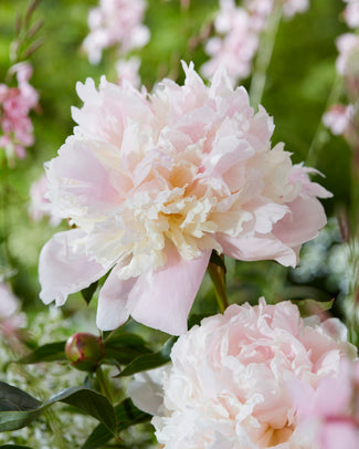 Paeonia 'Noemi Demay' Paeonia 'Noemi Demay'