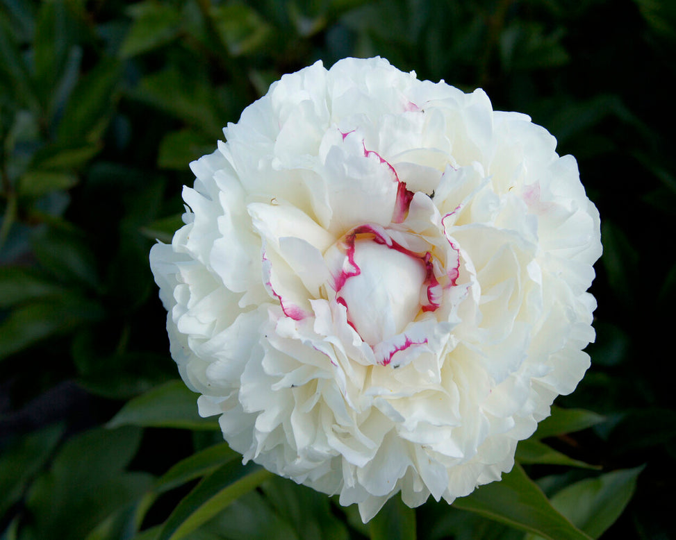 Paeonia 'Noemi Demay'