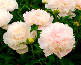 Paeonia 'Noemi Demay' Paeonia 'Noemi Demay'