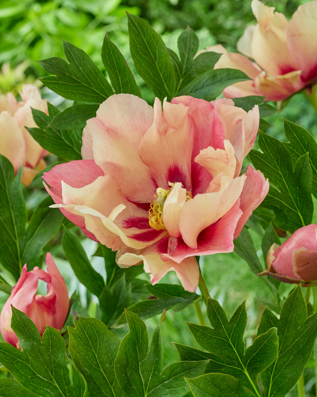 Paeonia 'Old Rose Dandy'