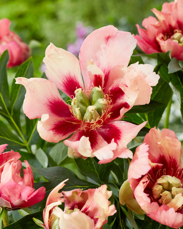Paeonia 'Old Rose Dandy'