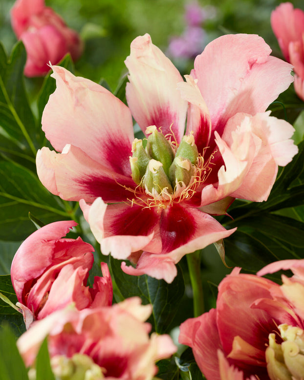 Paeonia 'Old Rose Dandy'