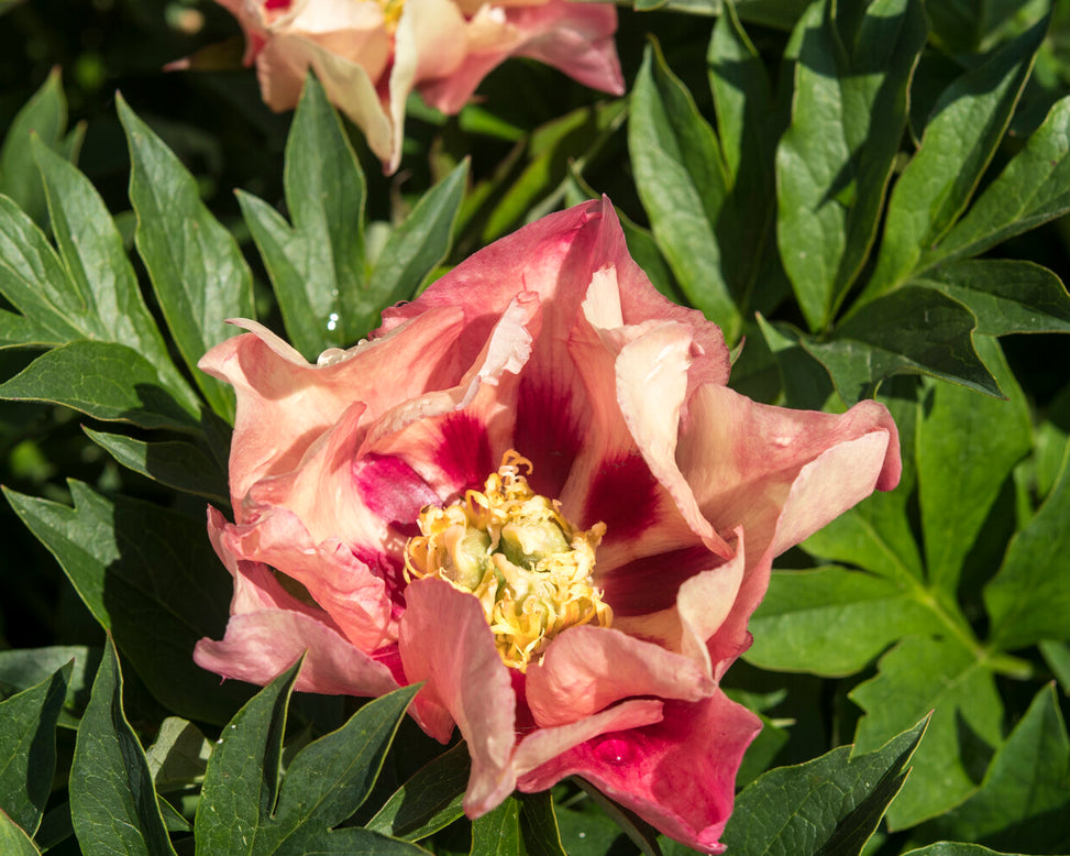 Paeonia 'Old Rose Dandy'