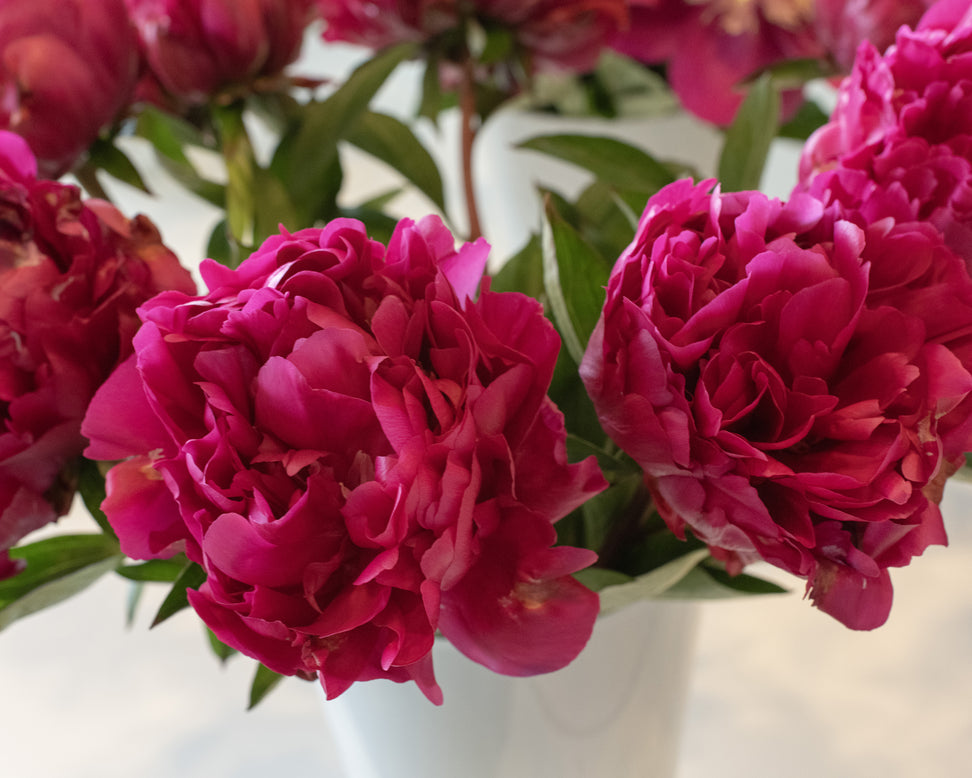Paeonia 'Paul M. Wild'