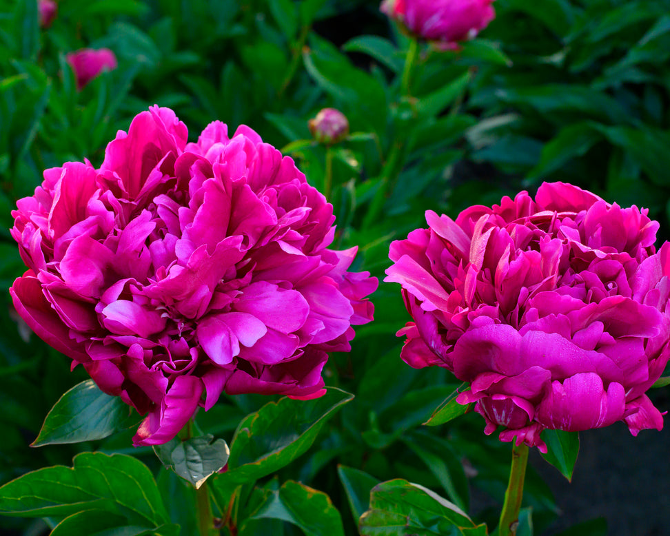 Paeonia 'Paul M. Wild'