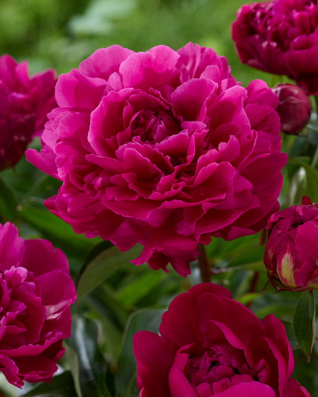Paeonia 'Paul M. Wild'