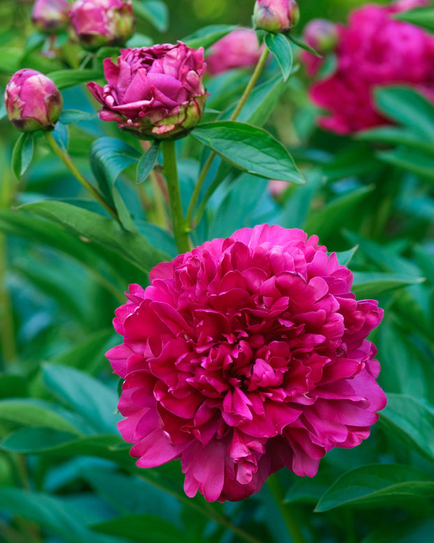 Paeonia 'Paul M. Wild'