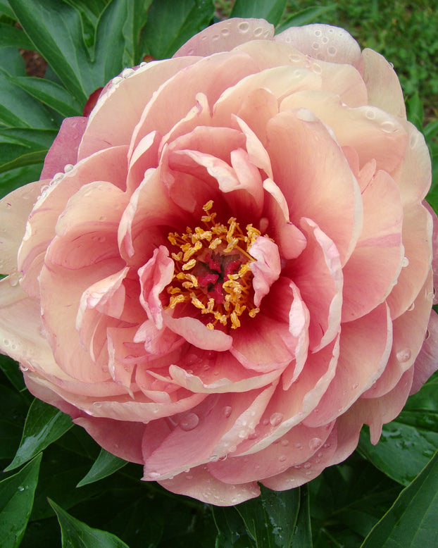 Paeonia 'Peach-a-Licious'