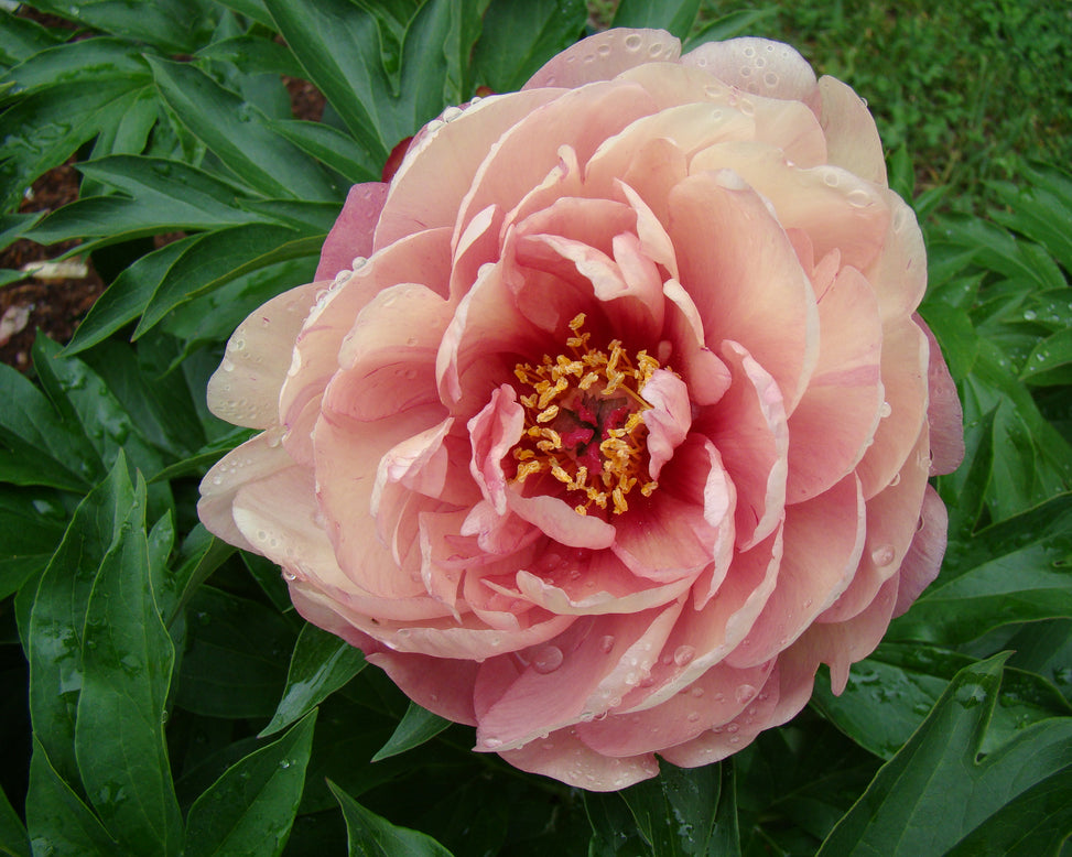 Paeonia 'Peach-a-Licious'
