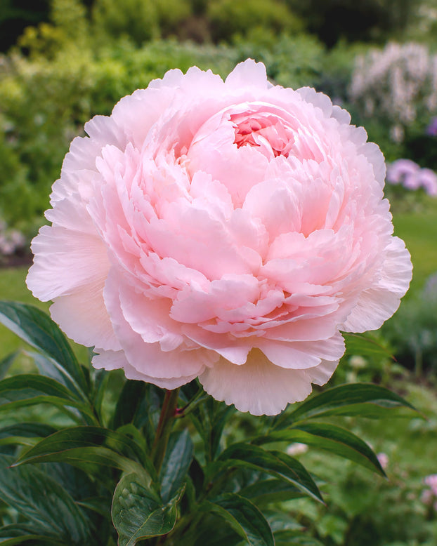 Paeonia 'Pillow Talk'