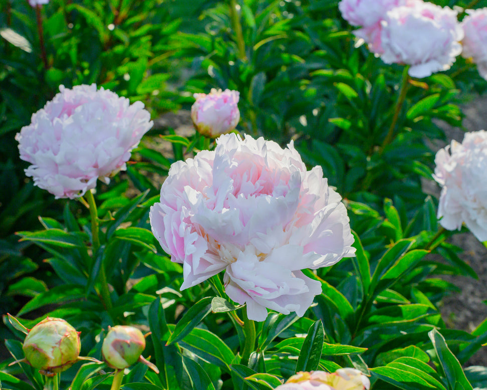 Paeonia 'Pillow Talk'