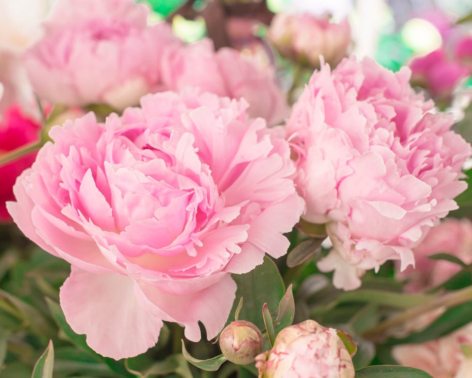 Paeonia 'Pillow Talk'