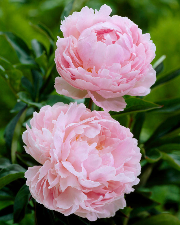 Paeonia 'Pillow Talk'