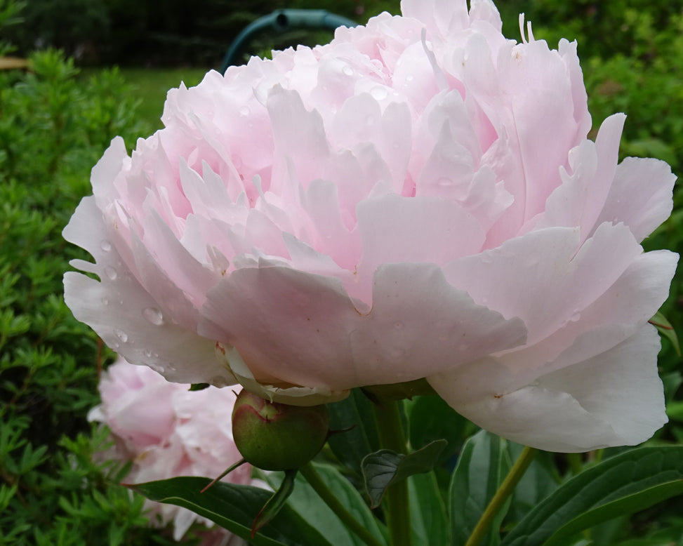 Paeonia 'Pillow Talk'