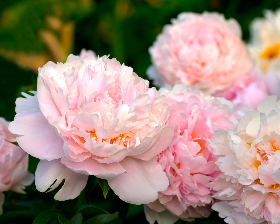 Paeonia 'Pillow Talk'