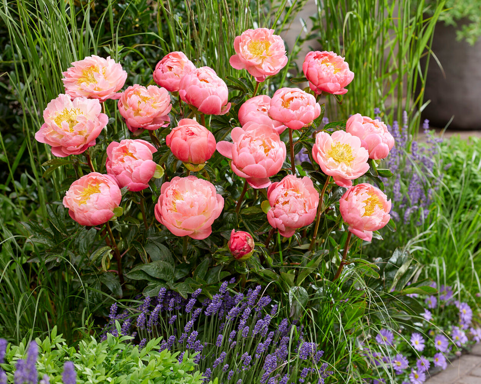 Paeonia 'Pink Hawaiian Coral'