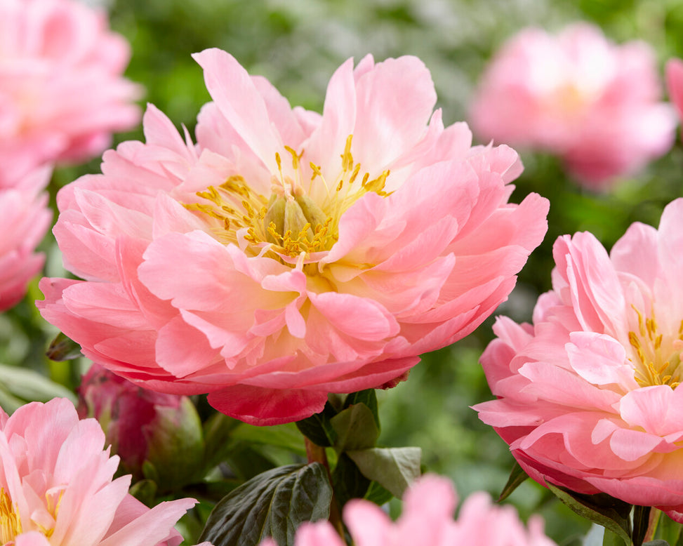 Paeonia 'Pink Hawaiian Coral'