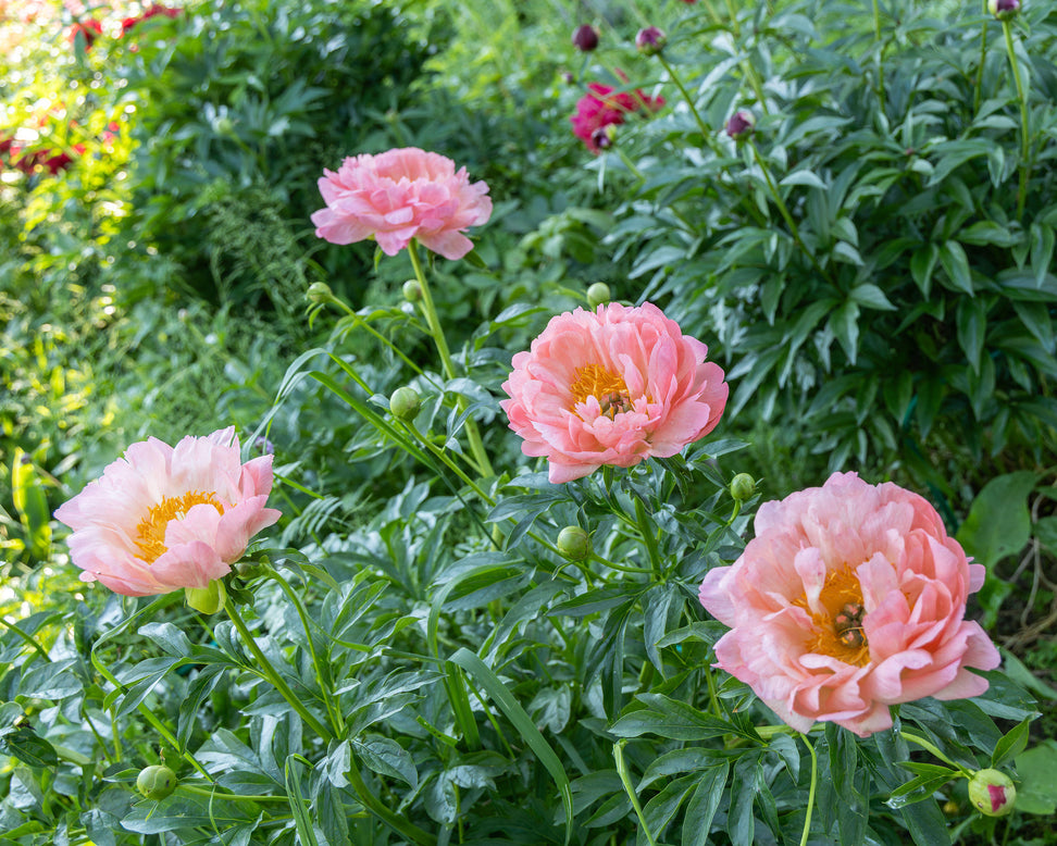Paeonia 'Pink Hawaiian Coral'