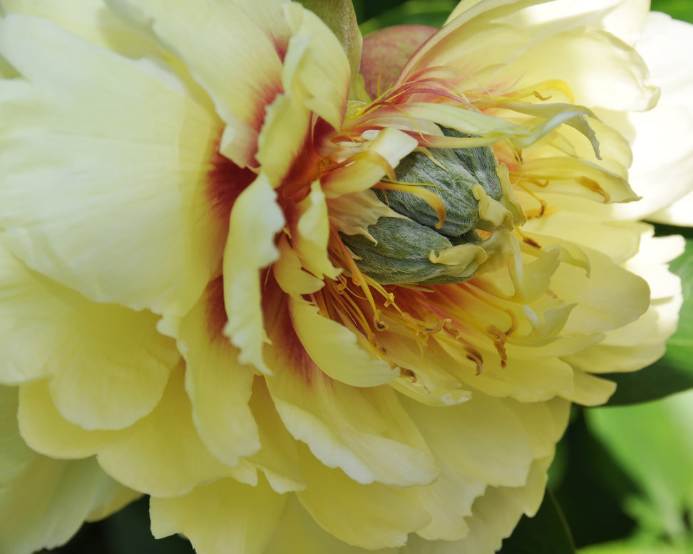Paeonia 'Prairie Charm'