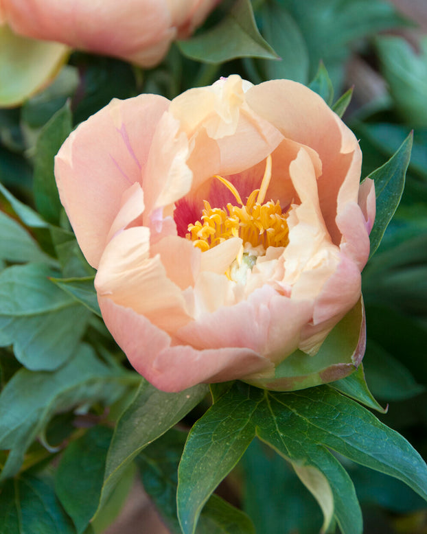 Paeonia 'Prairie Charm'