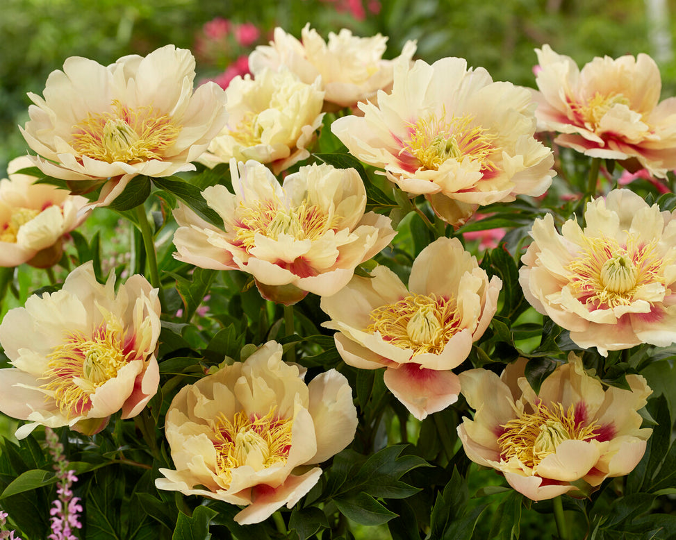 Paeonia 'Prairie Charm'