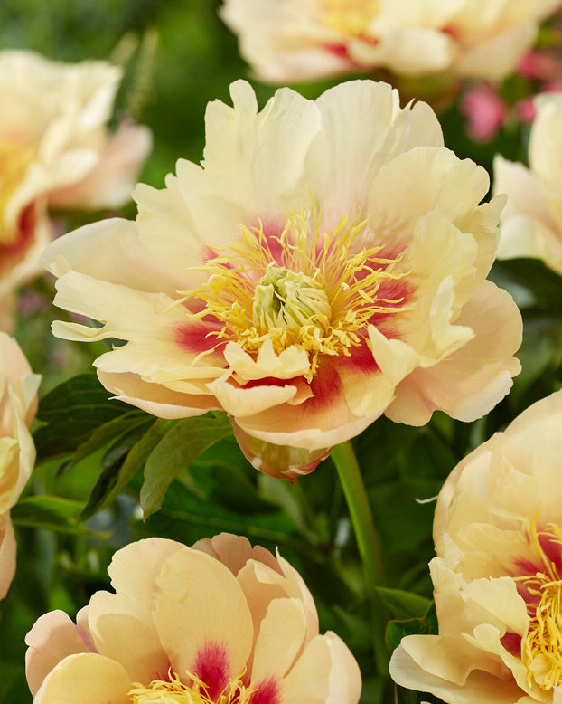 Paeonia 'Prairie Charm'