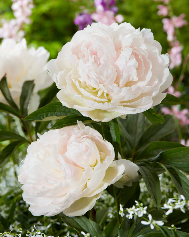 Paeonia 'Puffed Cotton'