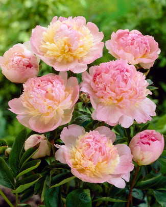 Paeonia 'Raspberry Sundae' Paeonia 'Raspberry Sundae'