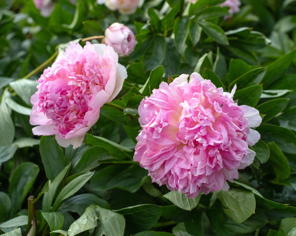Paeonia 'Raspberry Sundae'