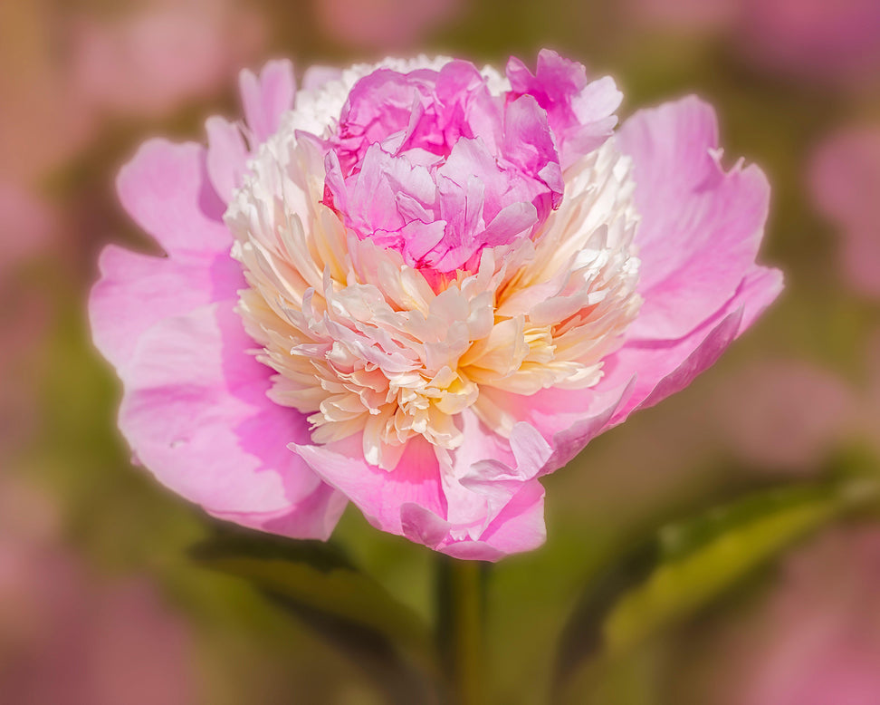 Paeonia 'Raspberry Sundae'
