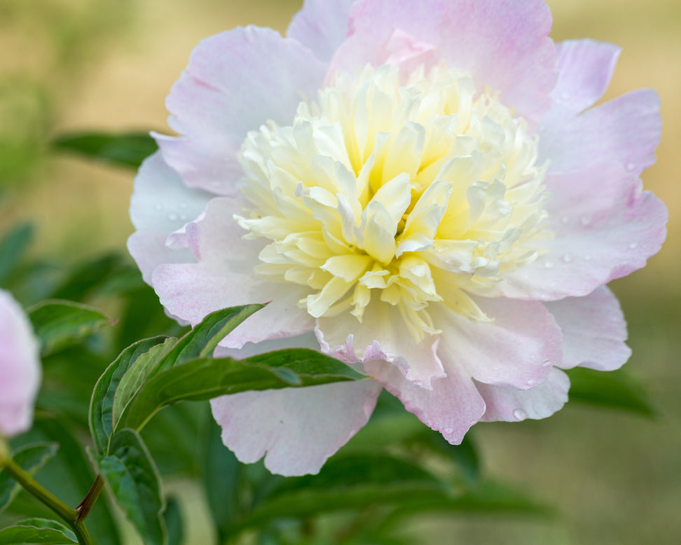 Paeonia 'Raspberry Sundae'