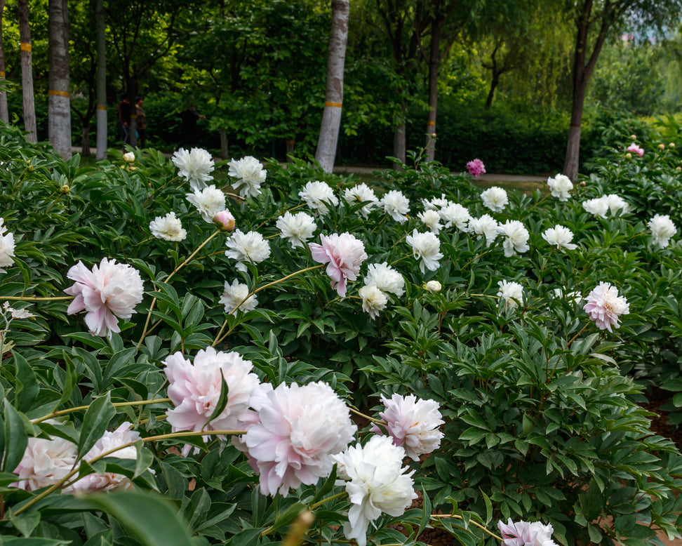 Paeonia 'Raspberry Sundae'