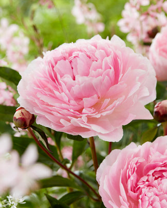 Paeonia 'Reine Hortense' Paeonia 'Reine Hortense'