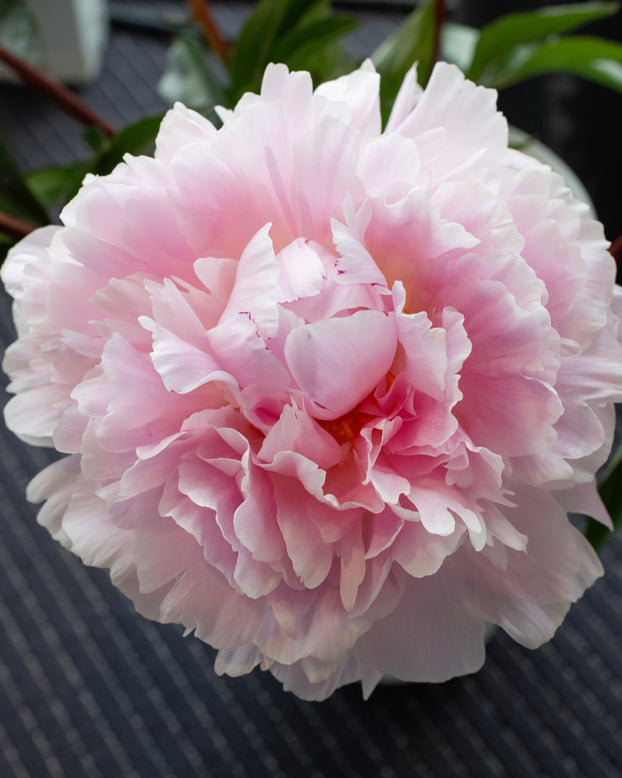 Paeonia 'Reine Hortense'