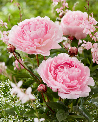 Paeonia 'Reine Hortense' Paeonia 'Reine Hortense'