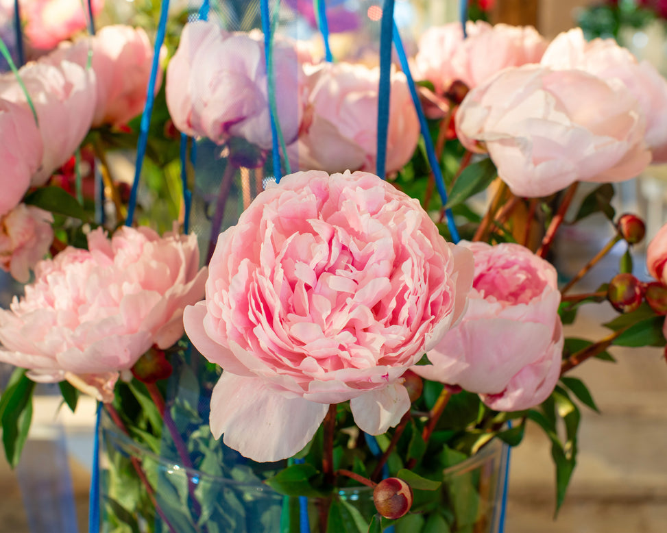 Paeonia 'Reine Hortense'