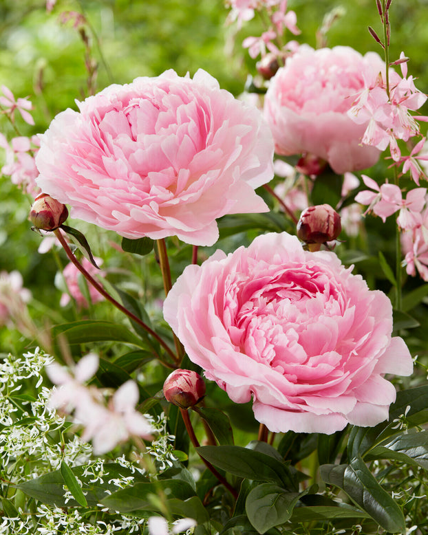 Paeonia 'Reine Hortense'